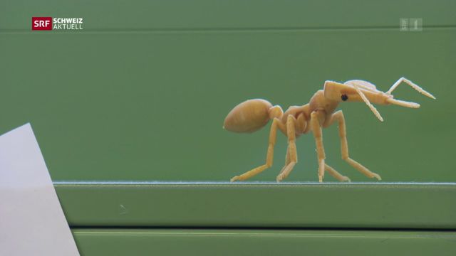 Ameisen-Invasion im Lavaux