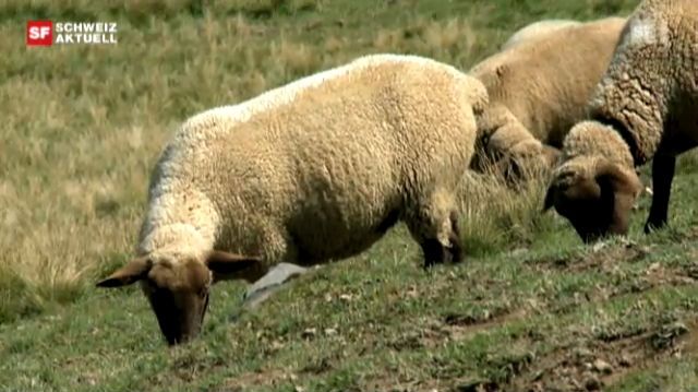 Kritik an Schafhaltung