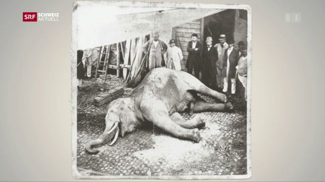 Jahrestag Elefantenjagd von Murten 1866