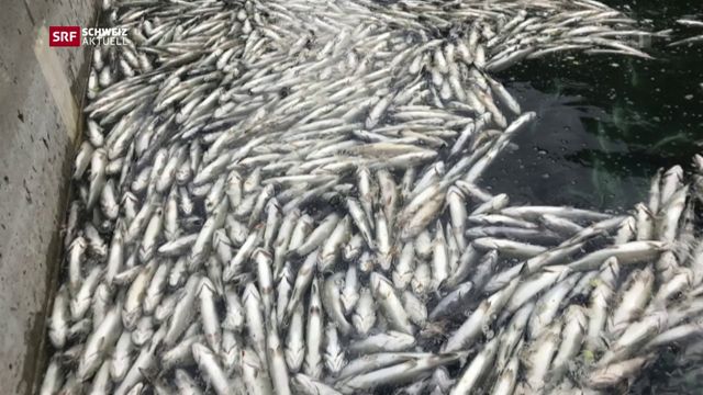Streit um Fischsterben im Blausee