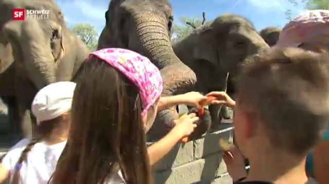 50 Jahre Knie Kinderzoo