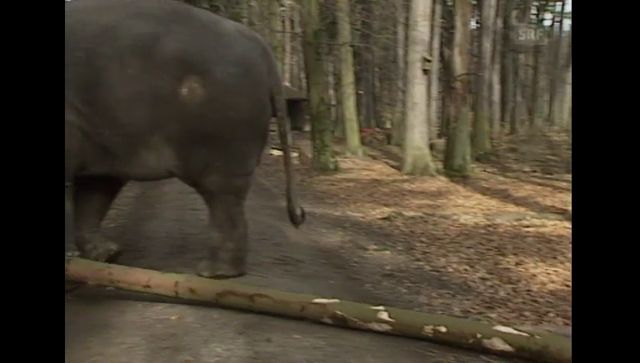 Elefant als neues Wappentier für Kanton Zürich