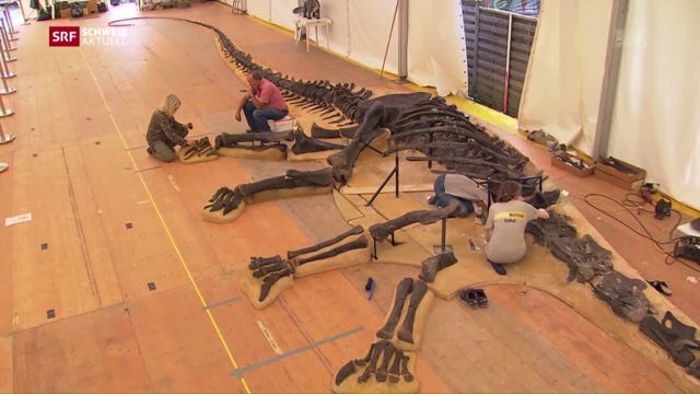 Gigantisches Dinosaurier-Skelett