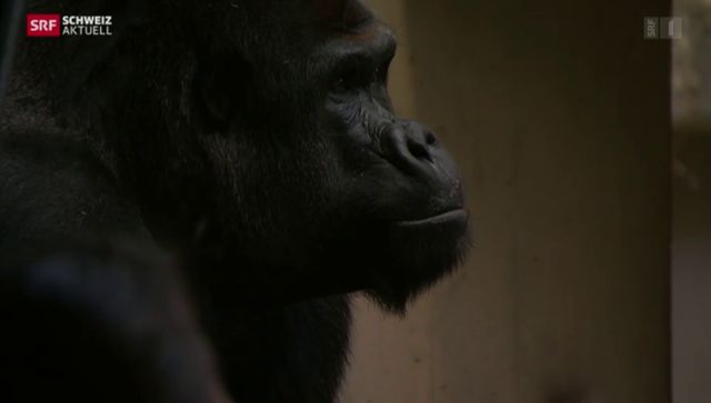 Verletzter Gorilla in Basel