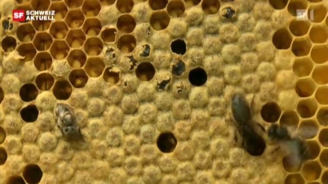 Sauerbrut bei Bienen