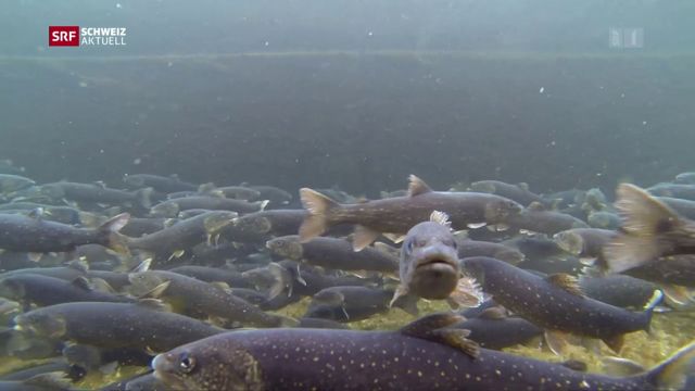 Neue Fischzucht-Anlage Rothenbrunnen