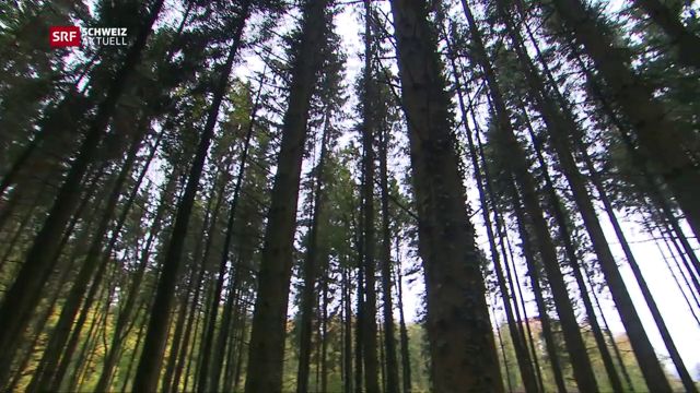 Aargauer bestimmen über den Wert des Waldes